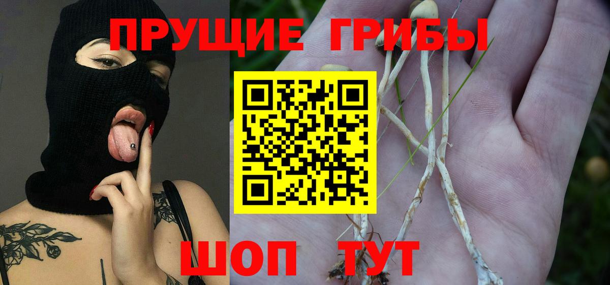 Псилоцибиновые грибы Psilocybe Мегион